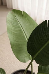 Plante artificielle Strelitzia 110 cm