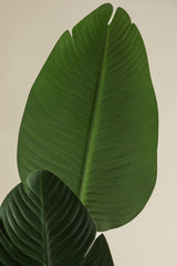Plante artificielle Strelitzia 110 cm